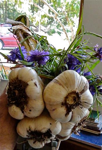 fattie garlic bulbs