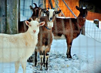 Goat Family Portrait