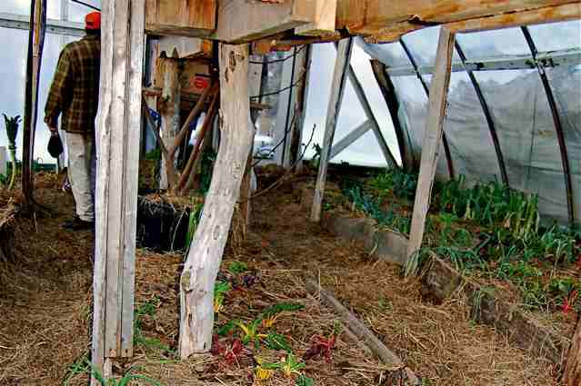 January 09 hoophouse with surviving leeks and chard