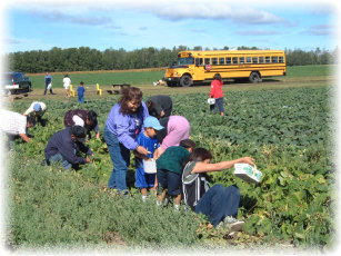school kids gleaning beans