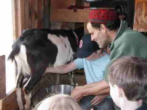 milking Cowey