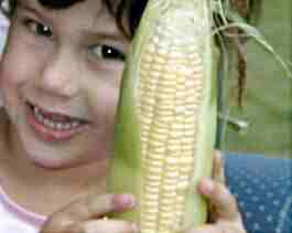 Leylee (4) shucks corn