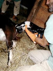 goat birth 2