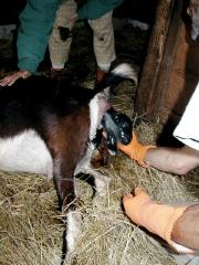 goat birth 1