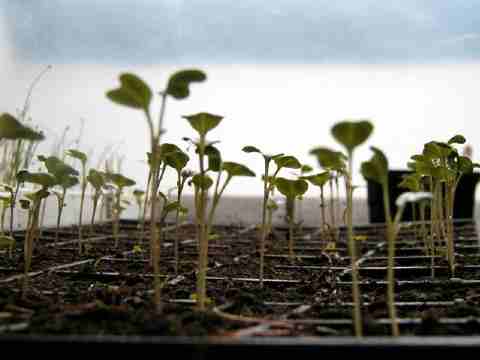 baby brassicas in late winter