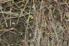 brassica mesclun germinating late Dec 2009