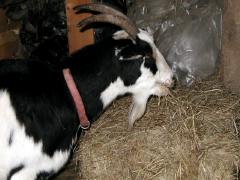 Cowey, an Alpine-Nubian cross eats hay