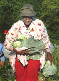 elderly lady gleans cabbage