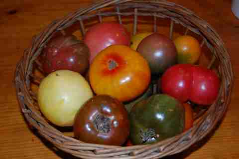 heirloom tomatoes 2009