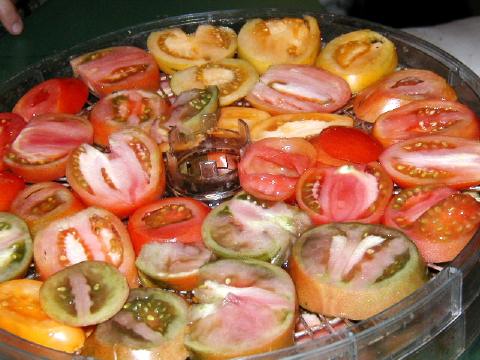 heirloom tomato slices ready for drier