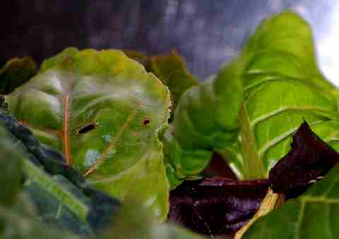 winter greens from the hoophouse are candy sweet and nutrient dense.