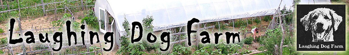 laughing dog header
