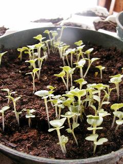 sprouting brassicas
