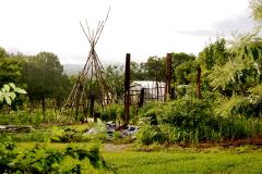 permaculture landscape at LDF