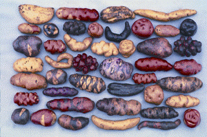 ancient Peruvian potatoes