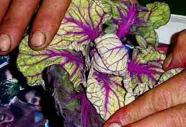 purple brussels sprout leaves