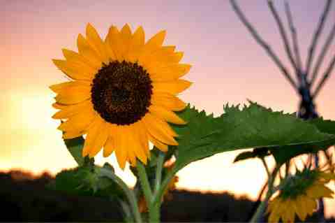 sunflower and tipi poles at dusk