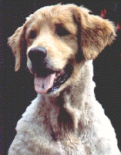 golden retriever